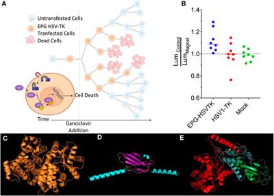 A putative design for the electromagnetic activation of split proteins for molecular and cellular manipulation